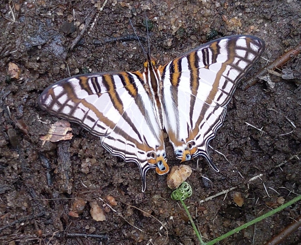 African Map Butterfly