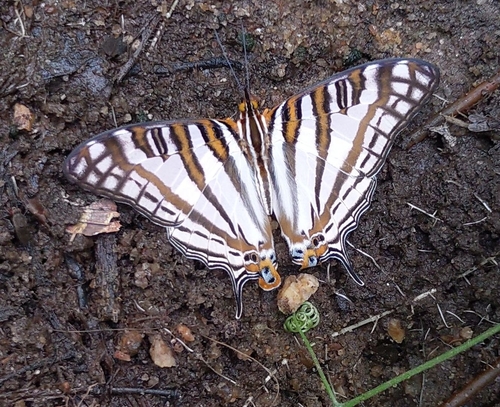 African Map Butterfly