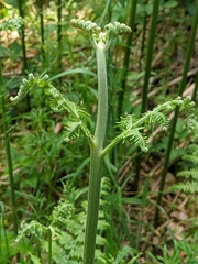 Pteridium aquilinum