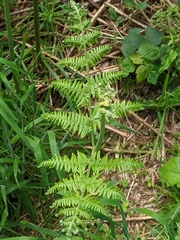 Pteridium aquilinum