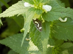 Anania luctualis