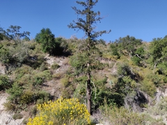 Pseudotsuga macrocarpa