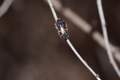 Acmaeodera angelica
