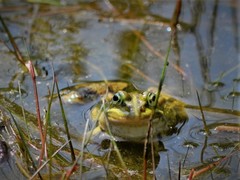 Pelophylax