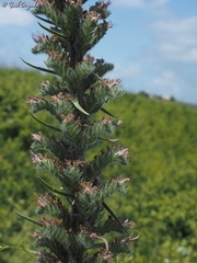 Echium glomeratum