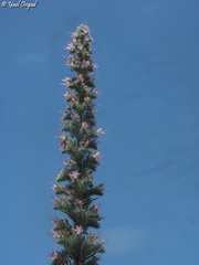 Echium glomeratum