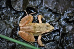 Rana arvalis