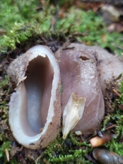 Sarcosphaera coronaria