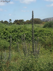 Echium glomeratum