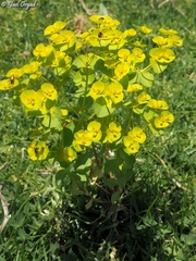 Euphorbia valerianifolia