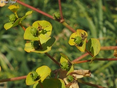 Euphorbia valerianifolia