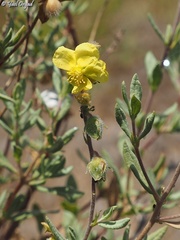 Helianthemum stipulatum
