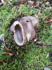 Sarcosphaera coronaria