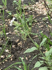 Silene latifolia