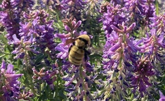 Bombus borealis