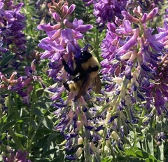 Bombus borealis