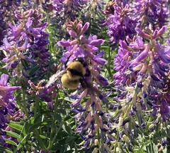 Bombus borealis