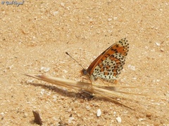 Melitaea syriaca