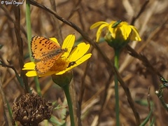 Melitaea syriaca