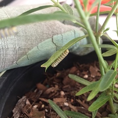 Danaus plexippus