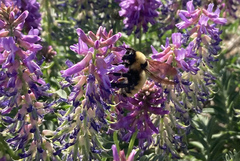 Bombus borealis