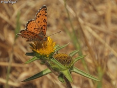 Melitaea syriaca