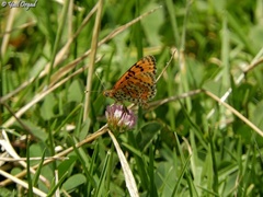 Melitaea syriaca