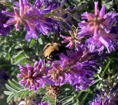 Bombus borealis