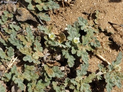Neurada procumbens