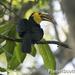 Sulawesi Hornbill - Photo (c) Scott Bowers, some rights reserved (CC BY-NC), uploaded by Scott Bowers