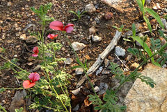 Indigofera heterotricha