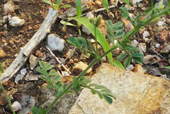 Indigofera heterotricha