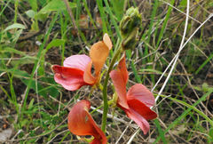 Indigofera heterotricha
