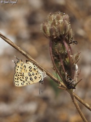 Cigaritis cilissa