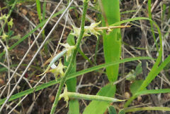 Indigofera heterotricha