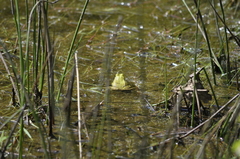 Pelophylax