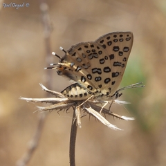 Cigaritis cilissa