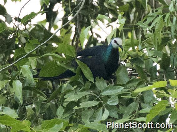 White-Faced Cuckoo-Dove