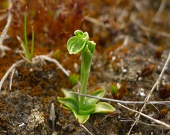 Pterostylis tanypoda