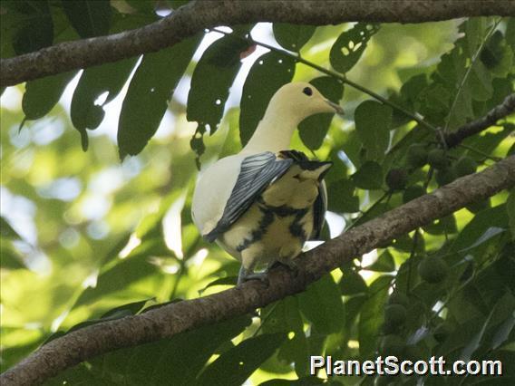 Silver-tipped Imperial-Pigeon (Ducula luctuosa) photo
