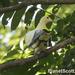 Silver-tipped Imperial Pigeon - Photo (c) Scott Bowers, some rights reserved (CC BY-NC), uploaded by Scott Bowers