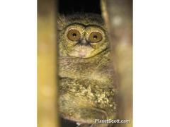 Tarsius spectrumgurskyae