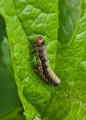Lepidoptera
