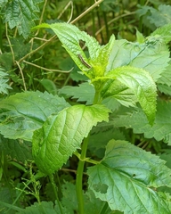 Lepidoptera