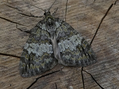 Hydriomena impluviata