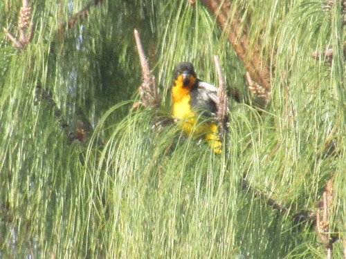 Black-backed Oriole (Icterus abeillei), photo 8