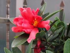Camellia azalea