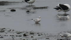 Chroicocephalus maculipennis