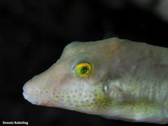 Canthigaster capistrata