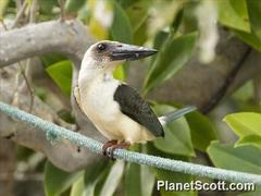 Great-Billed Kingfisher photo 2